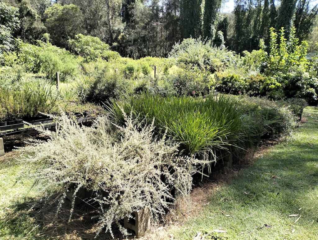 Scotts Head Nursery | 482 Scotts Head Rd, Way Way NSW 2447, Australia | Phone: 0478 807 849