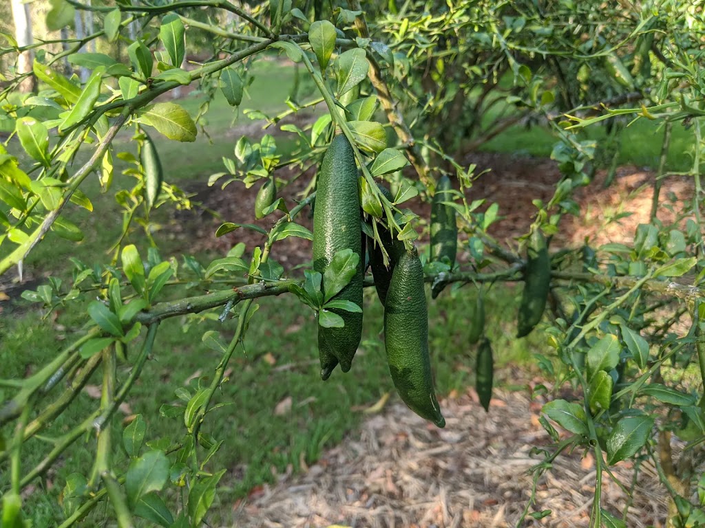 Naturally Native | 10 Noble Rd, Blue Knob NSW 2480, Australia | Phone: (02) 5500 1627