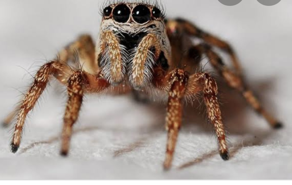 Steves termite & pest control Penrith | 10 Fawkener Pl, Werrington County NSW 2747, Australia | Phone: 0478 016 222