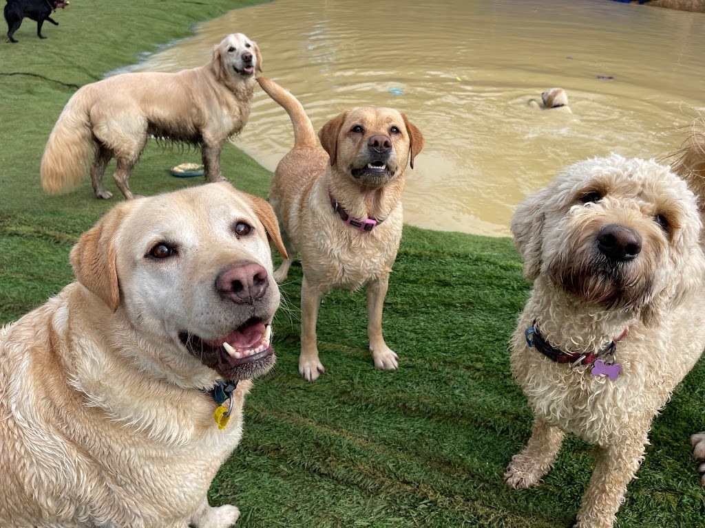 That Dog Place | 580 Bells Rd, Smythes Creek VIC 3351, Australia | Phone: 0407 334 136