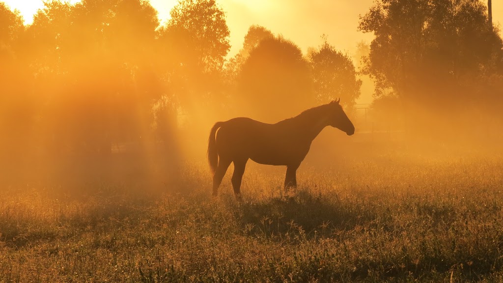 Kirk’s Bridge Farm |  | 1450 Bylong Valley Way, Baerami NSW 2333, Australia | 0437964003 OR +61 437 964 003