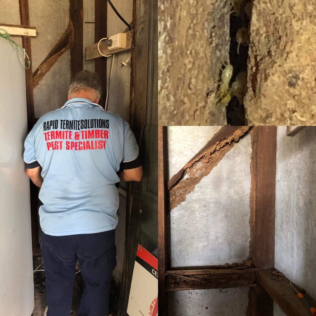 Rapid Termite Solutions & General Pest Management | 5 Braithwaite Rd, Tacoma NSW 2259, Australia | Phone: 0478 276 504