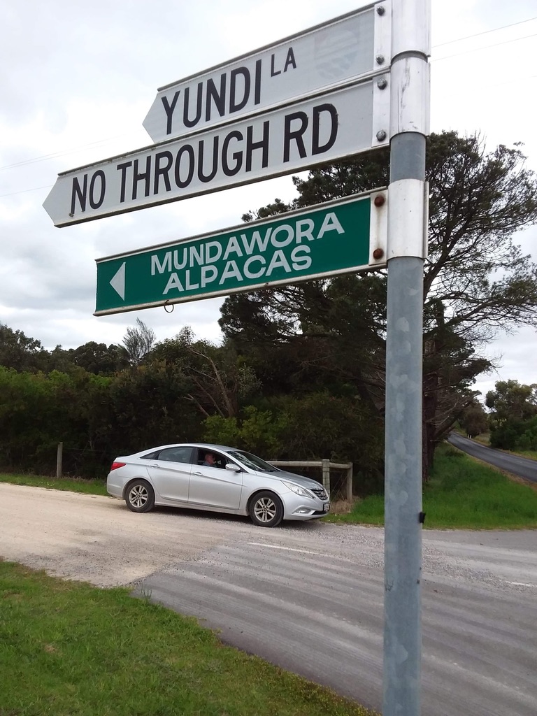 Mundawora Alpacas | 29 Yundi Rd, Yundi SA 5172, Australia | Phone: 0412 254 764