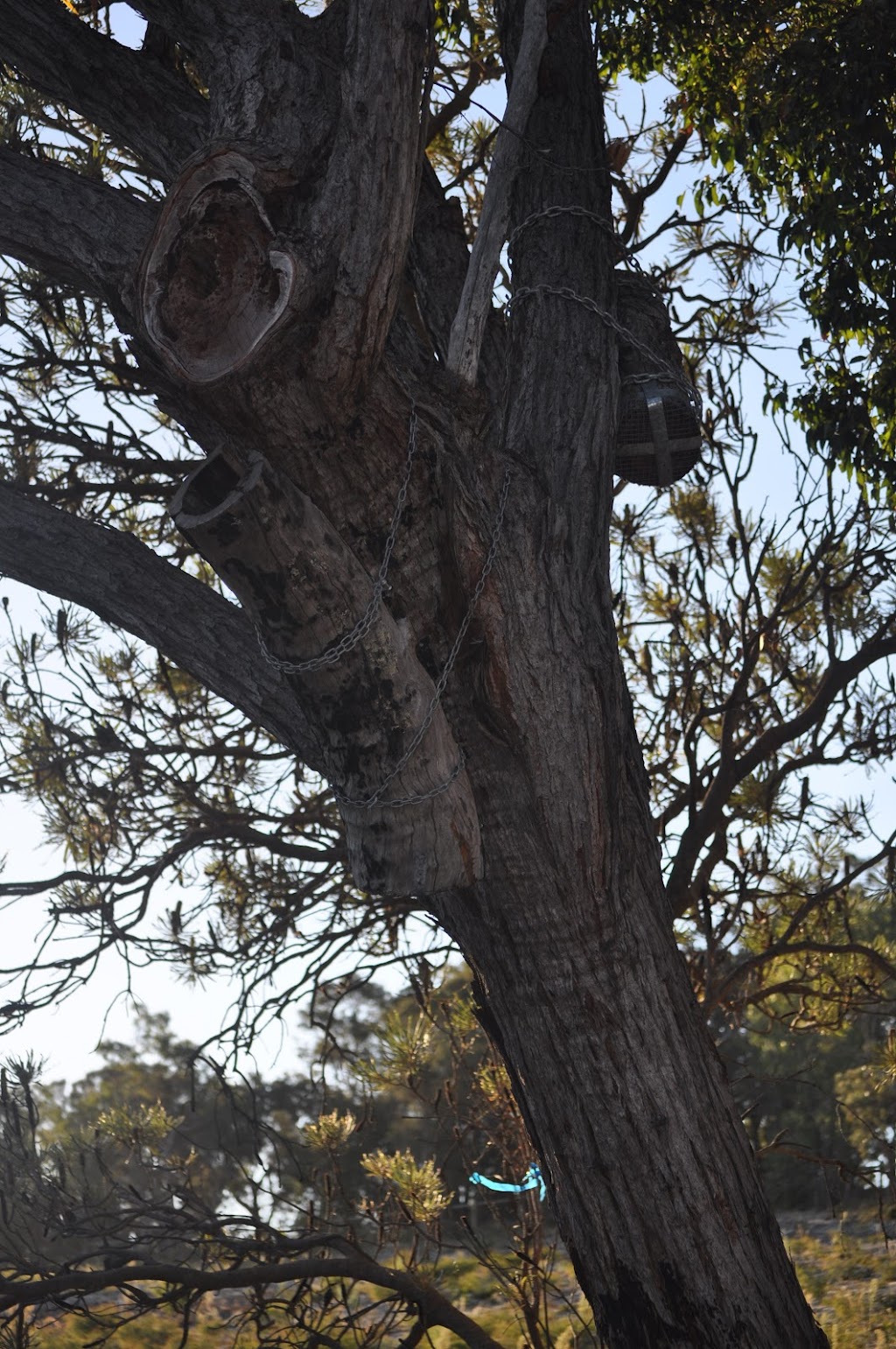 Gumnut Possum Bridge | Jinatong Trail, Dawesville WA 6211, Australia | Phone: 0478 278 888