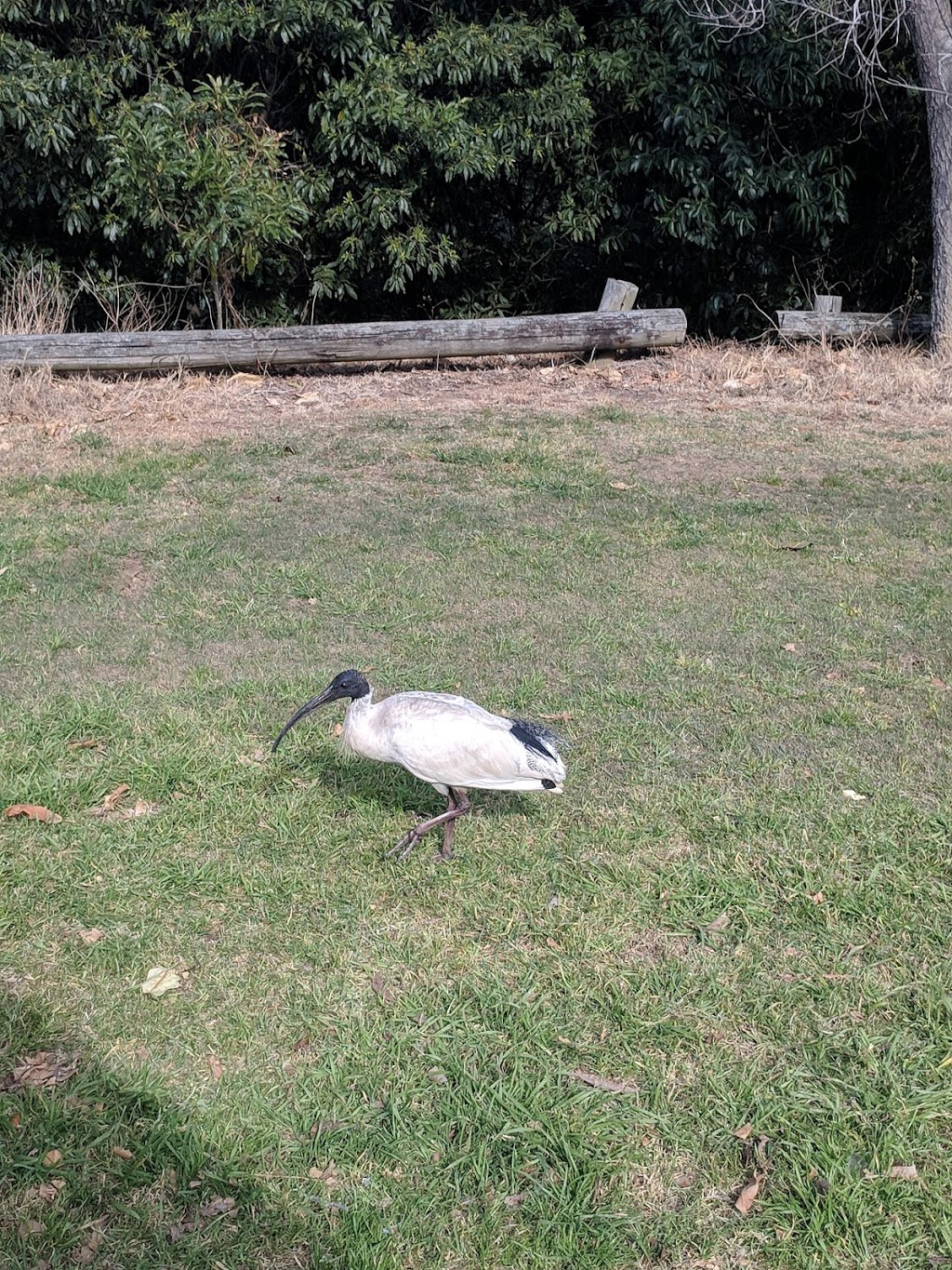 Buffalo Creek Reserve Playground | park | 177 Pittwater Rd, Hunters Hill NSW 2110, Australia | 0298799400 OR +61 2 9879 9400