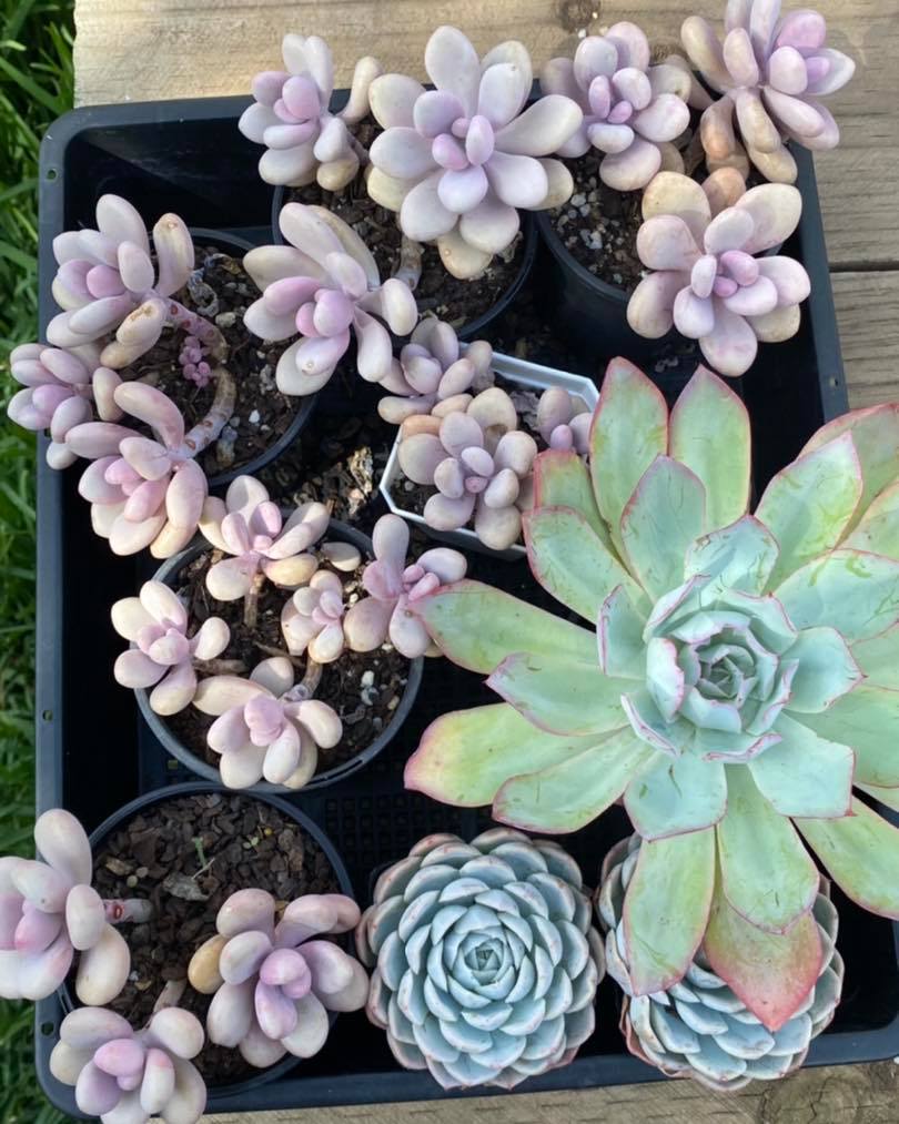 RNT SUCCULENTS | 8 Coulson Rd, Monbulk VIC 3029, Australia | Phone: 0405 508 998
