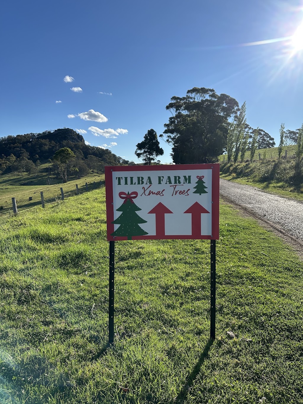 Tilba Farm XMAS Trees | Sherringham Ln, Central Tilba NSW 2546, Australia | Phone: 0411 198 944