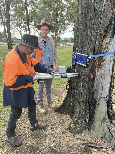 Tom Thumb Tree Works | 190 Woodlands Dr, Wamuran QLD 4512, Australia | Phone: (07) 5429 8318