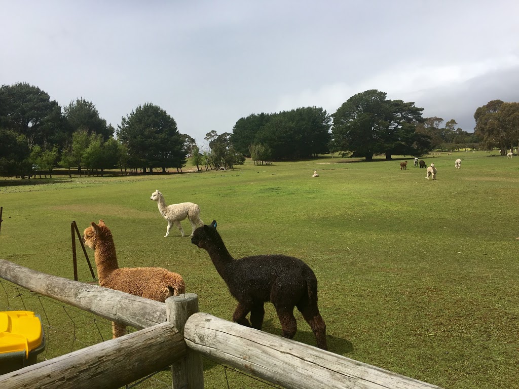 Ambersun Alpacas | 2721 Victor Harbor Rd, Mount Compass SA 5210, Australia | Phone: 0417 826 762