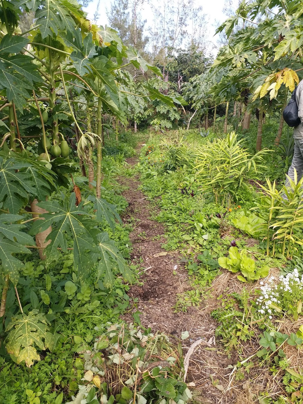 Zaytuna Farm: Home of the Permaculture Research Institute | 1158 Pinchin Rd, The Channon NSW 2480, Australia | Phone: 0416 119 965