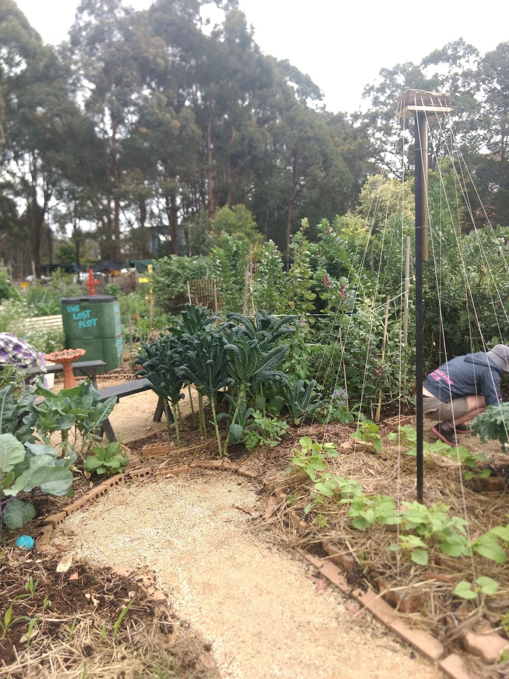 The Lost Plot Community Garden | park | Central Rd, Port Macquarie NSW 2444, Australia