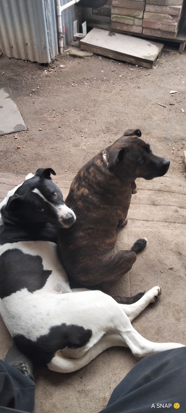 Pawspectives | 302 High St, Nagambie VIC 3608, Australia | Phone: 0481 336 642