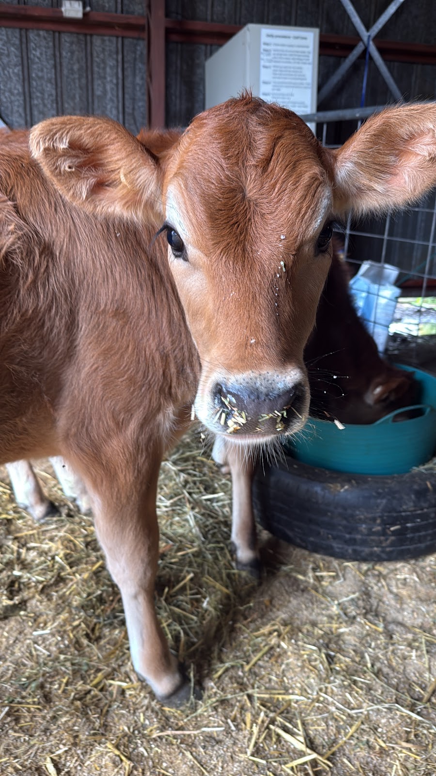 The Karma Collective | 4 Hendy St, Cranley QLD 4350, Australia | Phone: 0428 981 258