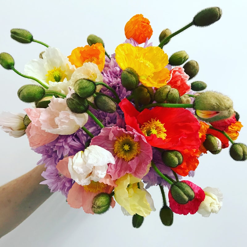The Noosa Flower Box | 244 Mirbelia Pl, Doonan QLD 4562, Australia | Phone: 0405 282 029