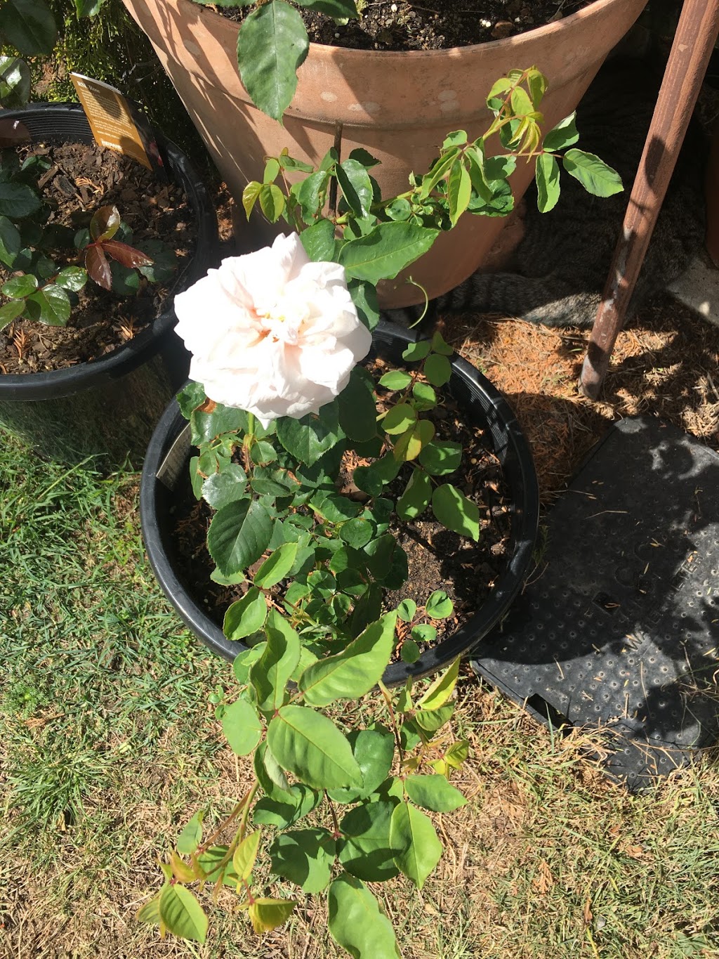 Wagners Rose Nursery |  | 20 Koorine Rd, Kalangadoo SA 5278, Australia | 0887393321 OR +61 8 8739 3321