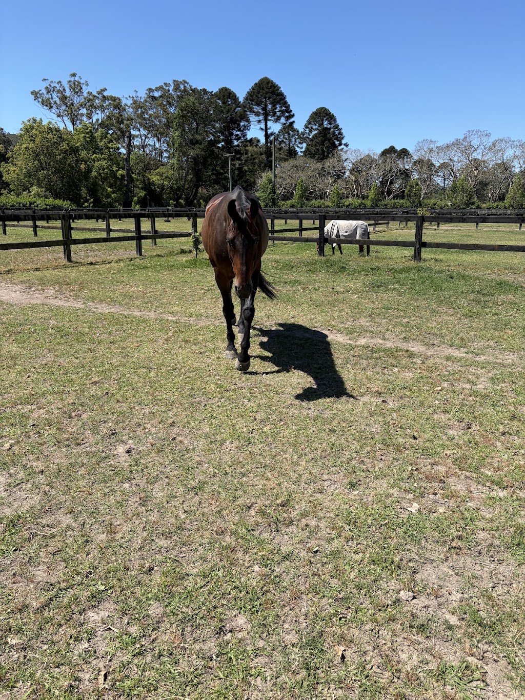 Kumandra Equine Therapies | 70 Palmdale Rd, Palmdale NSW 2258, Australia | Phone: 0434 305 309
