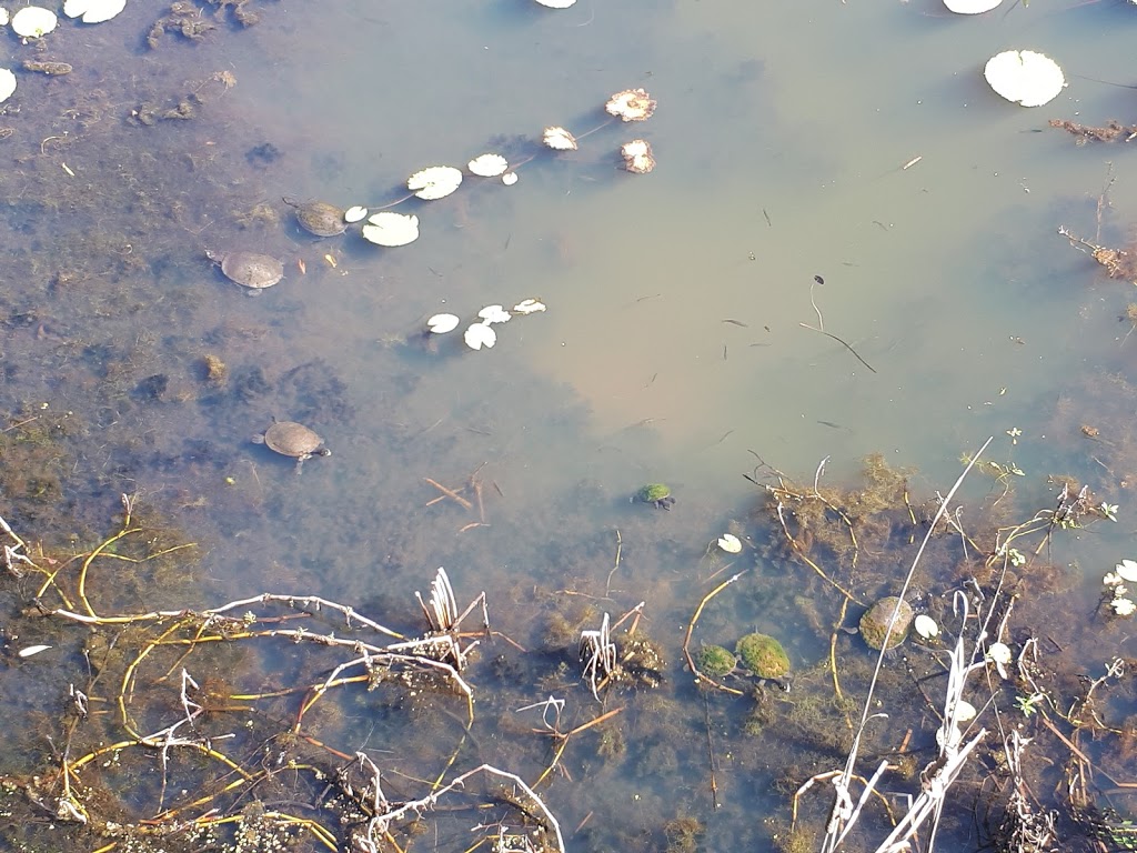 TYTO wetlands bird walk | 59 Cooper St, Ingham QLD 4850, Australia