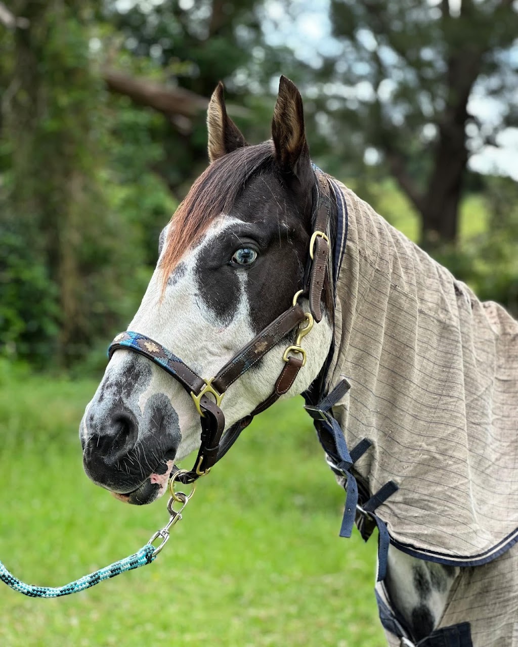 Illawarra Equine Services | Yellow Rock Rd, Yellow Rock Ridge NSW 2527, Australia | Phone: 0481 125 660