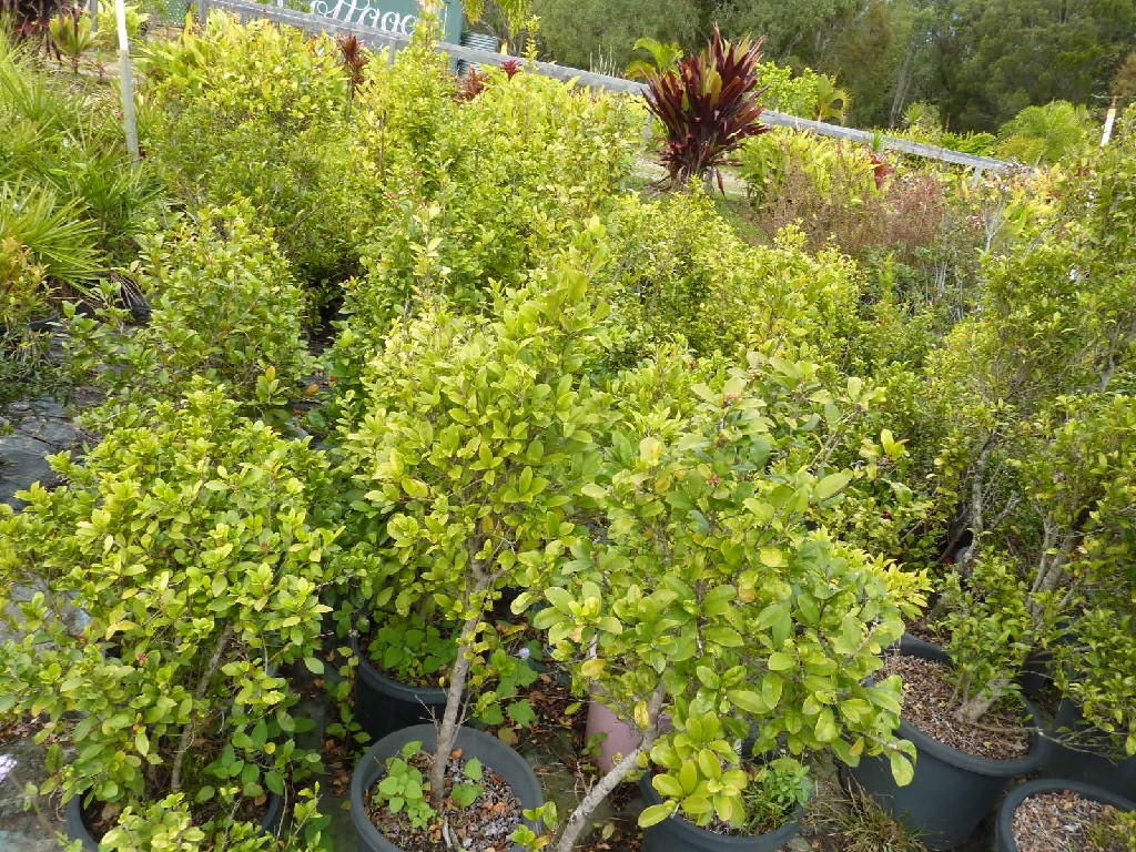 Lagoon View Nursery | park | 134 Lagoon View Rd, Redland Bay QLD 4165, Australia | 0408181970 OR +61 408 181 970