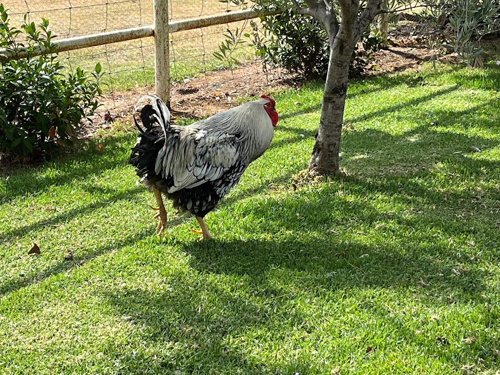 Wine n Vines Mudgee | 49 Winter St, Mudgee NSW 2850, Australia | Phone: 0428 945 581