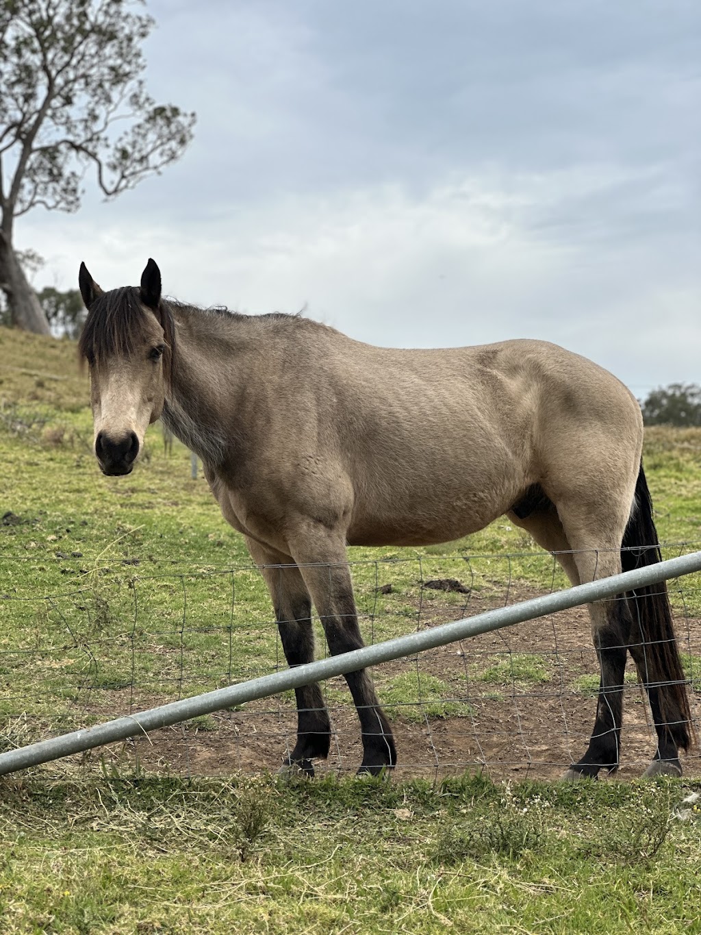 Confetti Equestrian and Appaloosas | 10 Boundary Rd, Buxton NSW 2571, Australia | Phone: 0403 132 905
