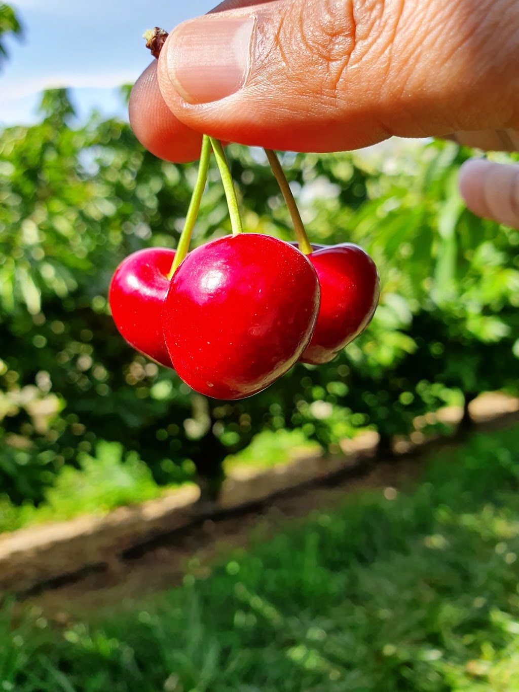 Harben Vale Pick Your Own Cherries | 34 Altmanns Rd, Balhannah SA 5242, Australia | Phone: 0439 001 962