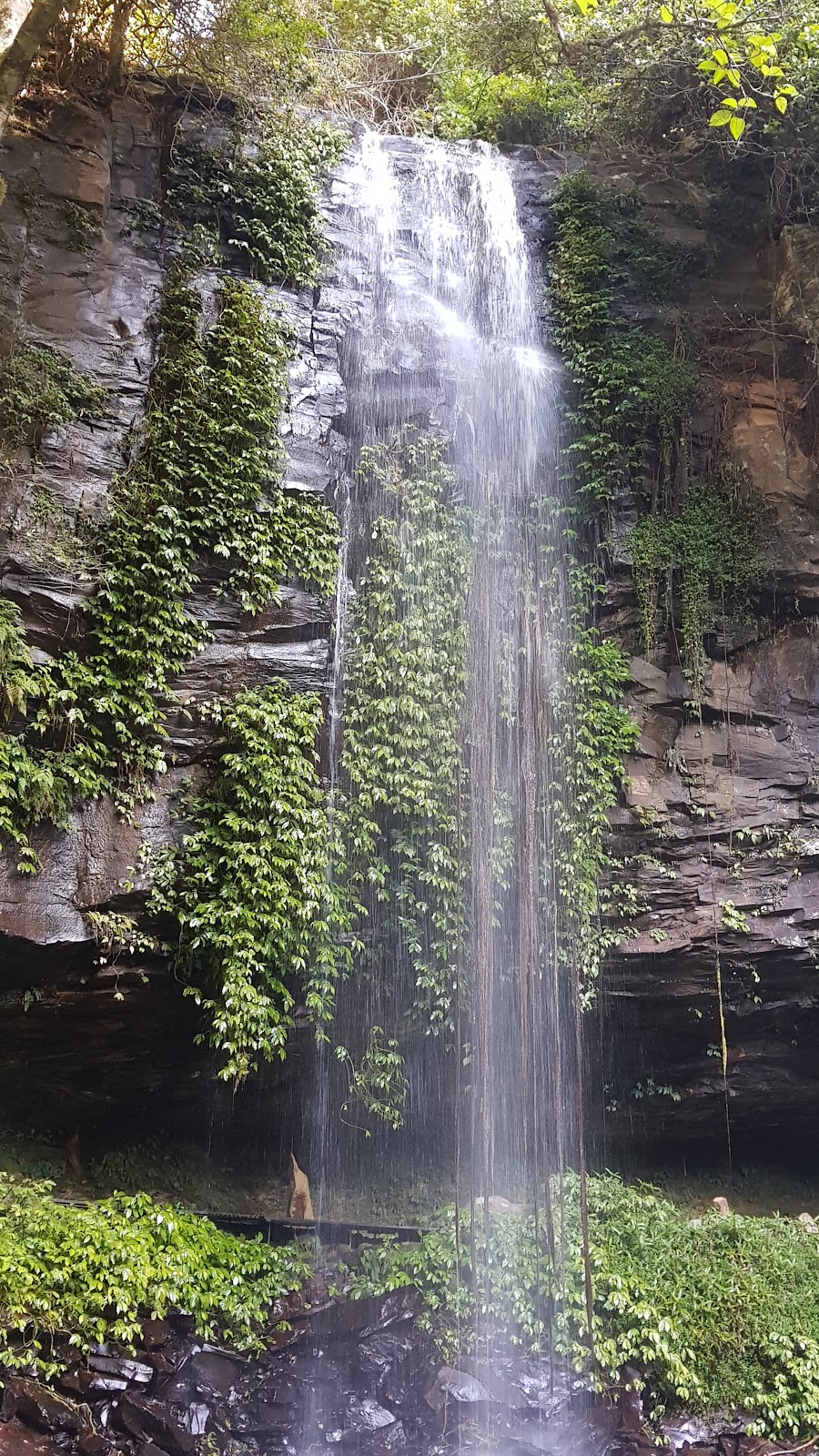 Crystal Shower Falls | park | 142 Dome Rd, Dorrigo Mountain NSW 2453, Australia