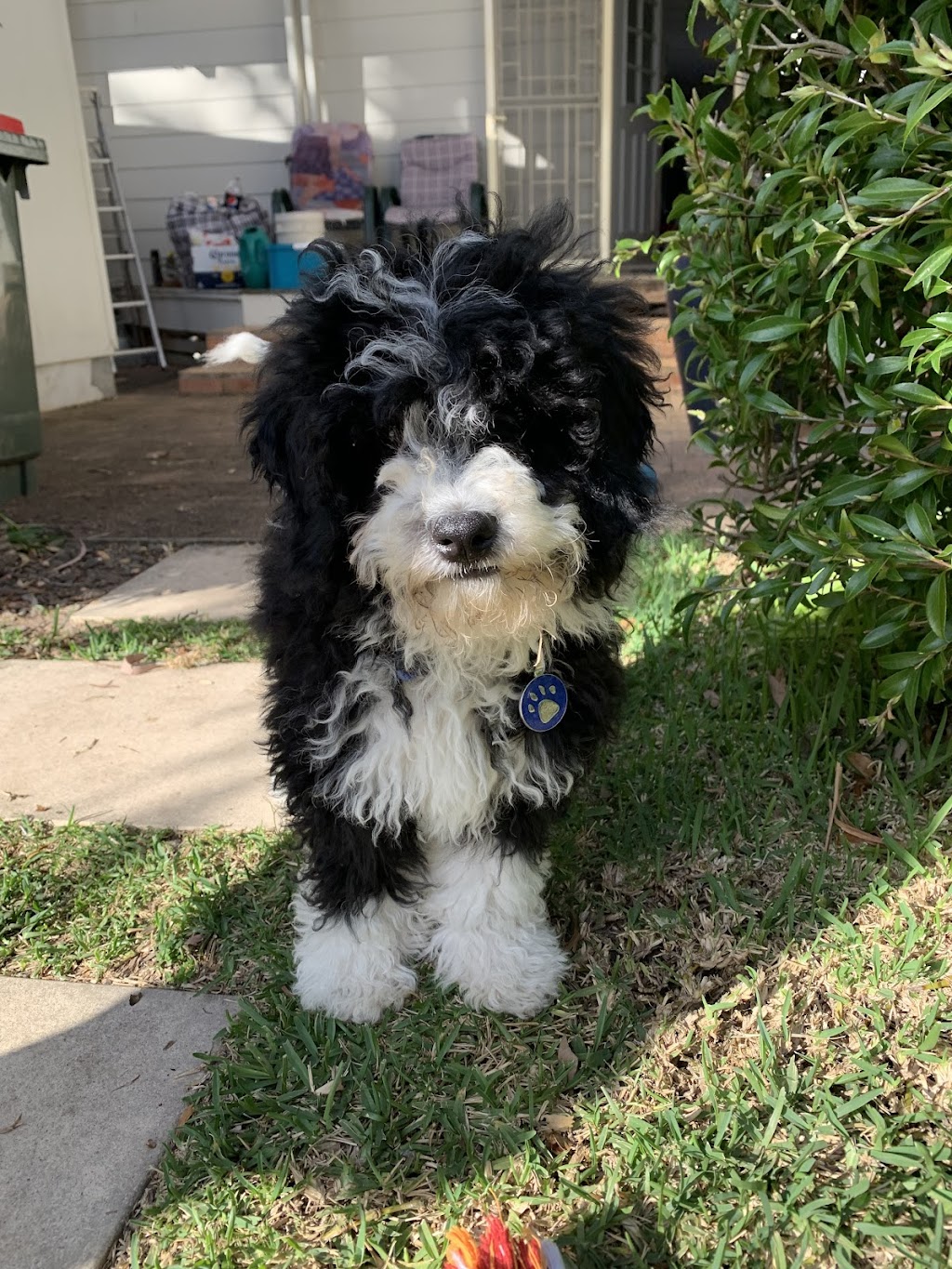 Robin Oliver Pet Dog Training | 27 McCullough St, Cooranbong NSW 2265, Australia | Phone: 0407 253 181