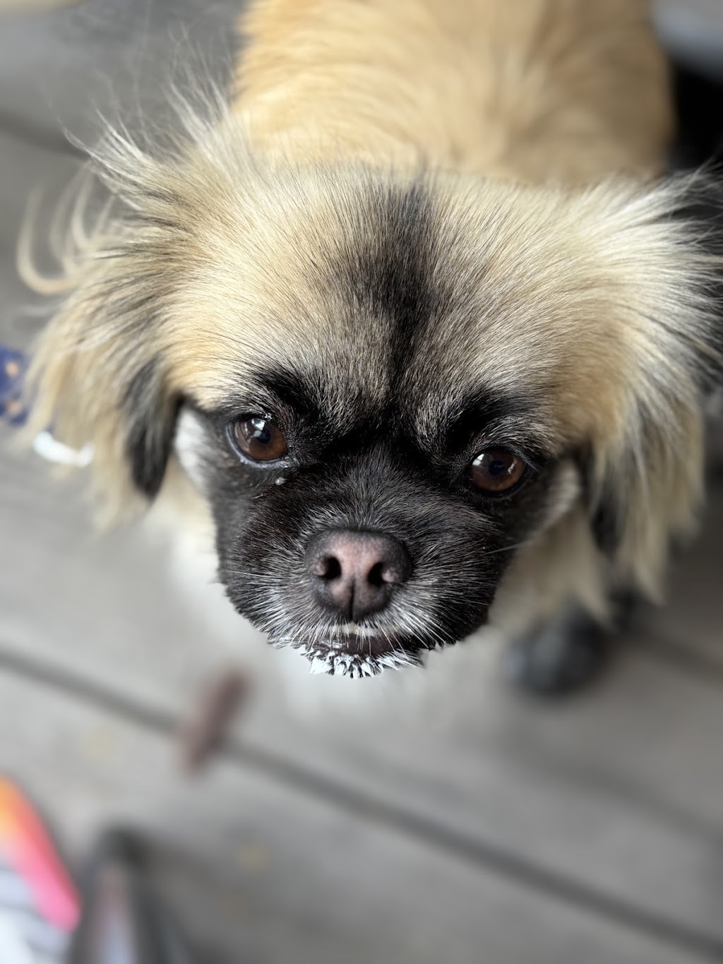 K9 360- Dog Training | 1202 Gatton Esk Rd, Spring Creek QLD 4343, Australia | Phone: 0461 293 894