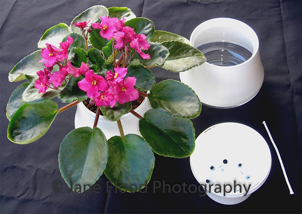 Janes African Violets | 18 Homestead Dr, Wauchope NSW 2446, Australia | Phone: (02) 6585 2683