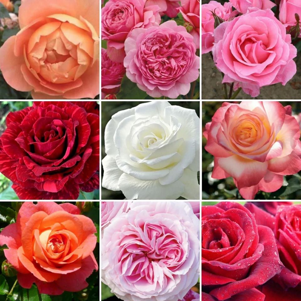 Roses Victoria |  | 41 Edward St, Donvale VIC 3111, Australia | 0398477764 OR +61 3 9847 7764