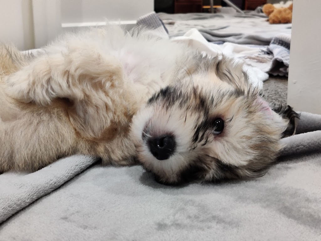 Havsluv Havanese |  | Wollongong NSW 2500, Australia | 0427018903 OR +61 427 018 903