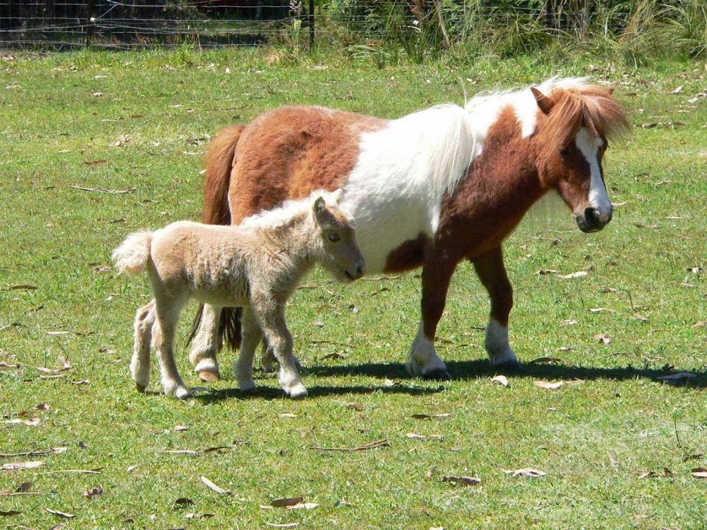 Beltona Miniature Horse & Pony Stud | food | 21 Mulhalls Rd, Macclesfield VIC 3782, Australia | 0422595675 OR +61 422 595 675