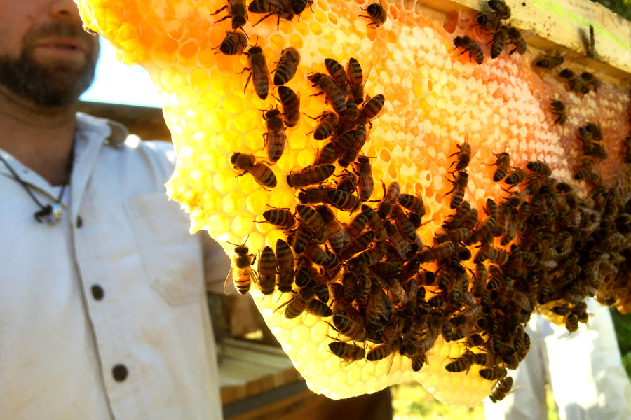 Beekeeping Naturally |  | 1291 Upper Brogo Rd, Brogo NSW 2550, Australia | 0409971128 OR +61 409 971 128