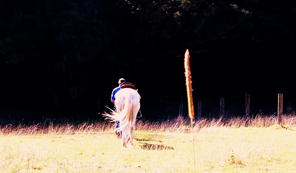 Stuart Clunes Equine Training | 70 Tarata Rd, Guanaba QLD 4210, Australia | Phone: 0402 613 046