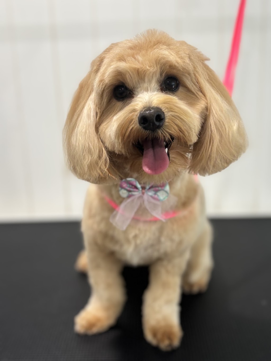 Suds N Pups | 10 Everett Pl, Annangrove NSW 2156, Australia | Phone: 0494 034 828
