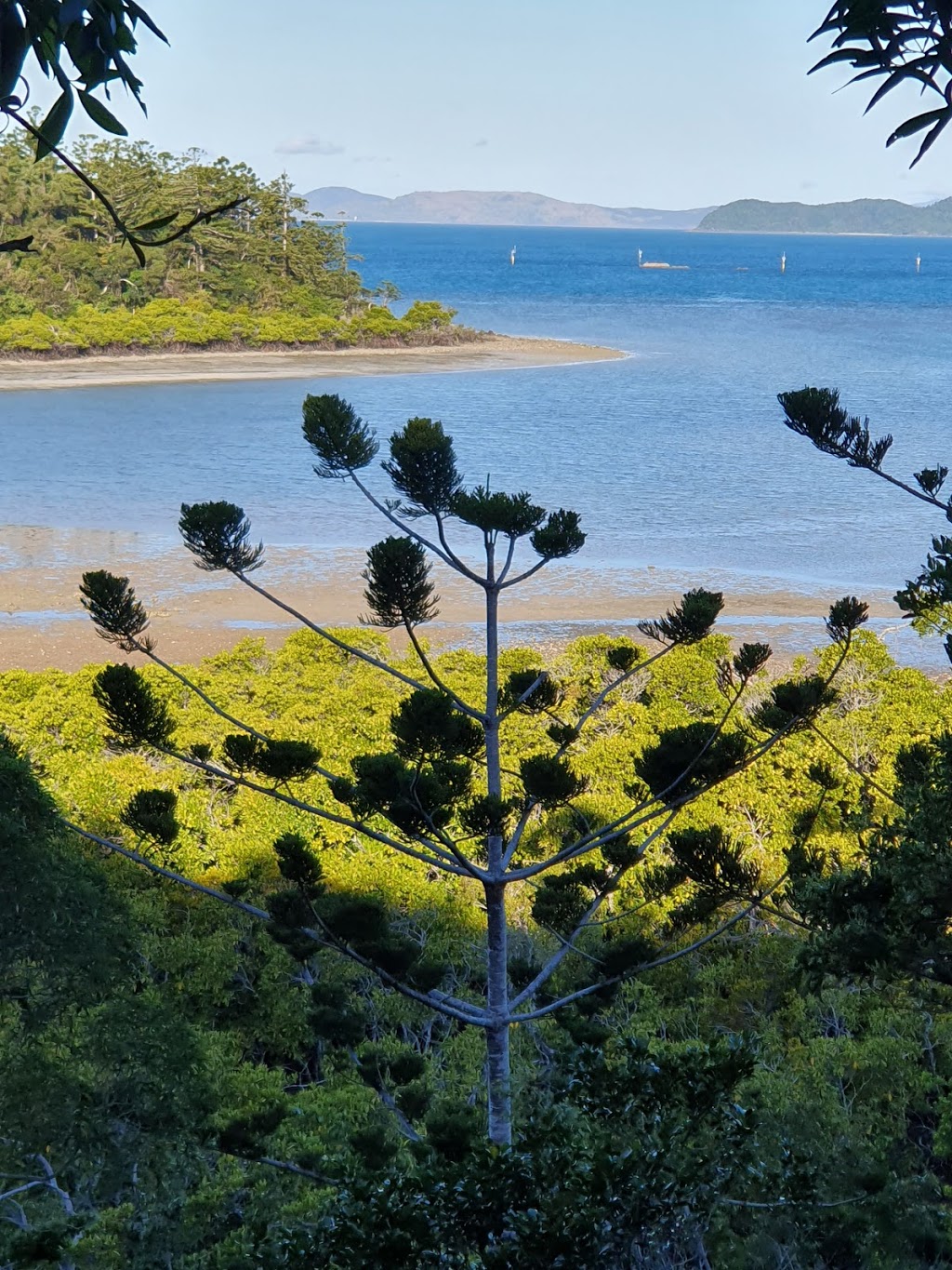 Coral beach walking track | Shute Harbour QLD 4802, Australia | Phone: 0481 820 444