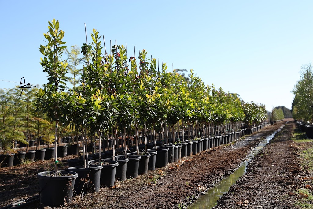 Arboretum Farm | 136 Evans Rd, Nathalia VIC 3638, Australia | Phone: 0428 741 634