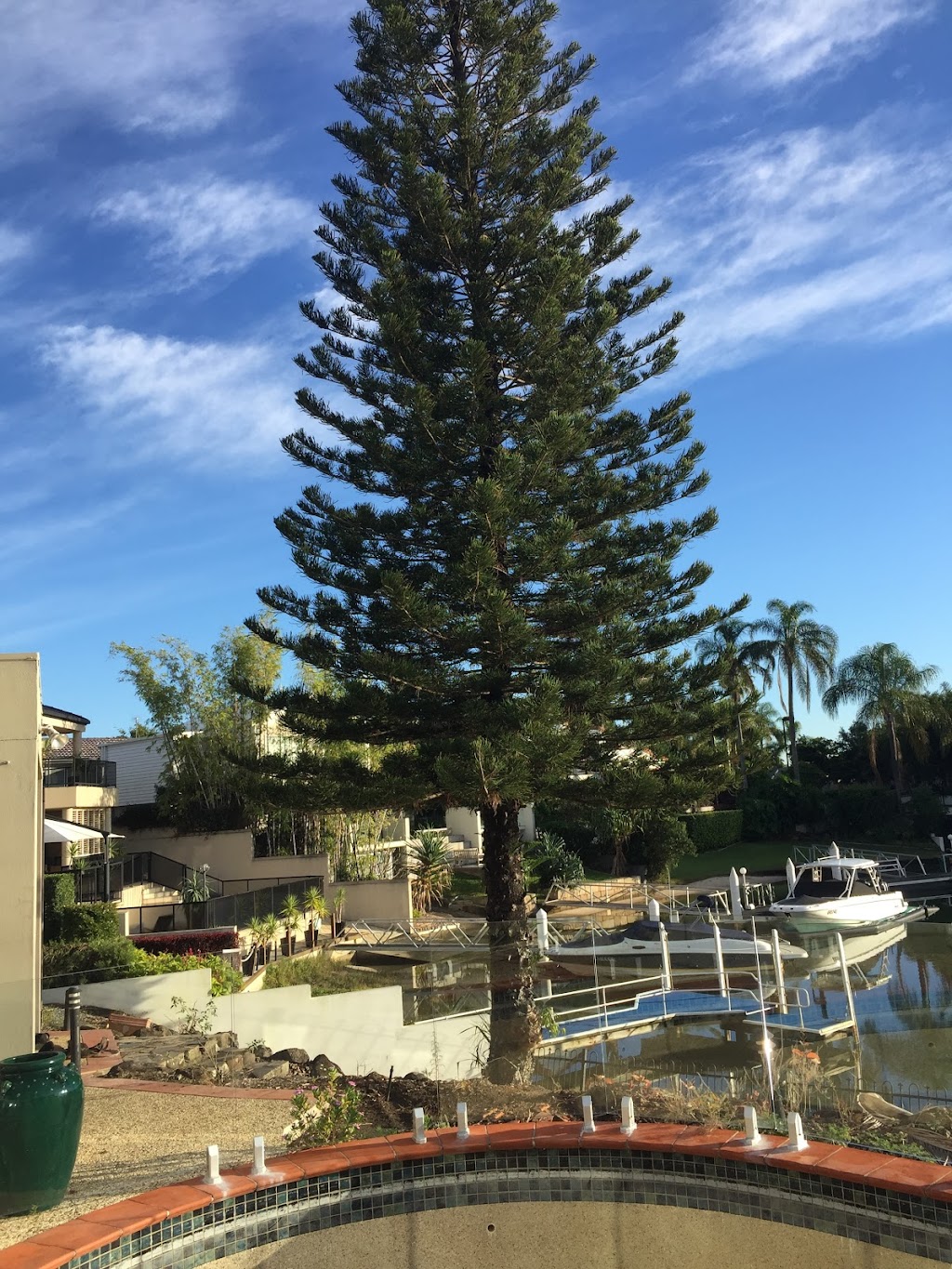 Gold Coast Tree Loppers | Helensvale QLD 4212, Australia | Phone: 0411 722 434