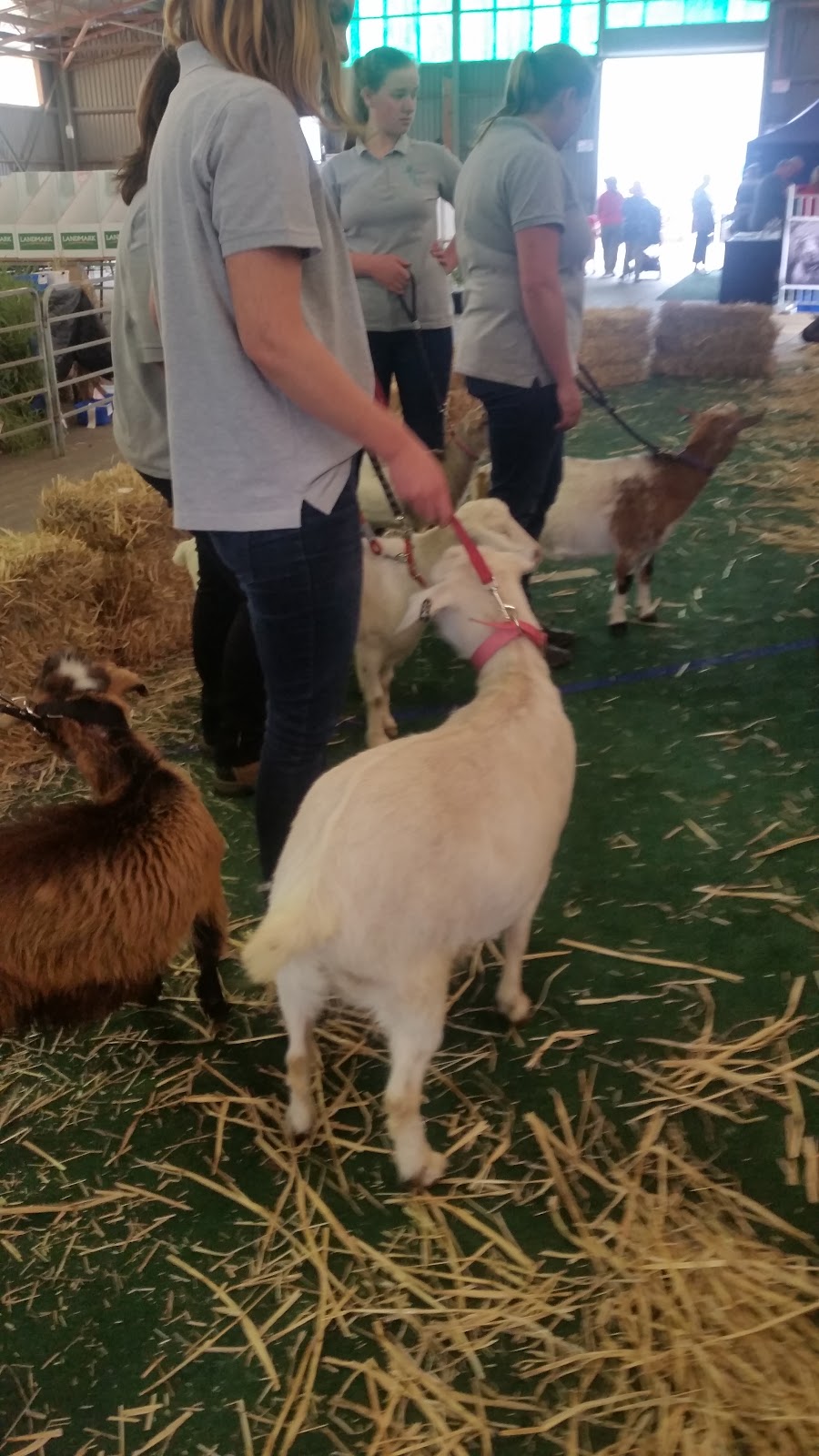 Bendigo Agricultural Show | 42-72 Holmes Rd, North Bendigo VIC 3550, Australia | Phone: (03) 5444 4646