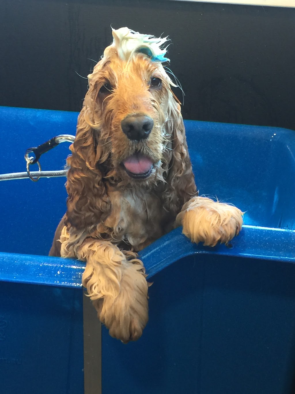 Happy Go Puppy - Grooming & More - Como | 6c Evans St, Como NSW 2226, Australia | Phone: 0410 108 501