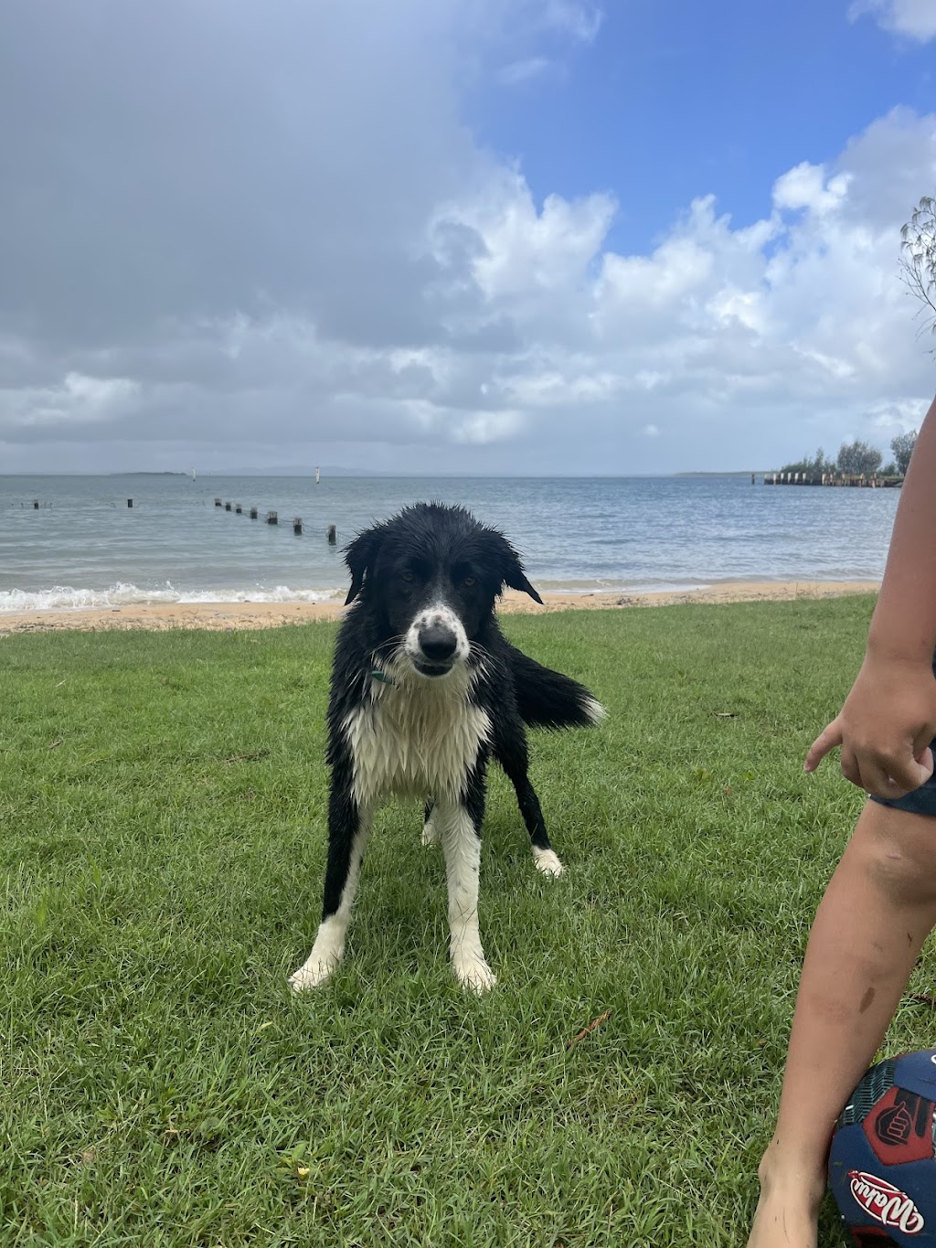 North Straddie Pet Sitting | 37 Finnegan St, Dunwich QLD 4183, Australia | Phone: 0409 418 378