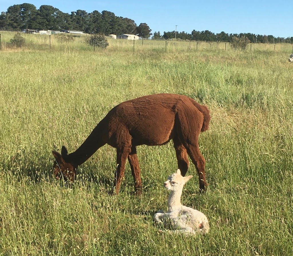 Blackwattle Alpaca Farm | food | 315 Patemans Ln, Murrumbateman NSW 2582, Australia | 0403991612 OR +61 403 991 612