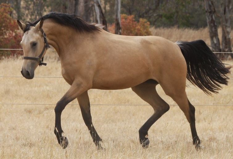 GrandView Sport Horses | 65 Landale Rd, Tooradin VIC 3980, Australia | Phone: 0420 903 789