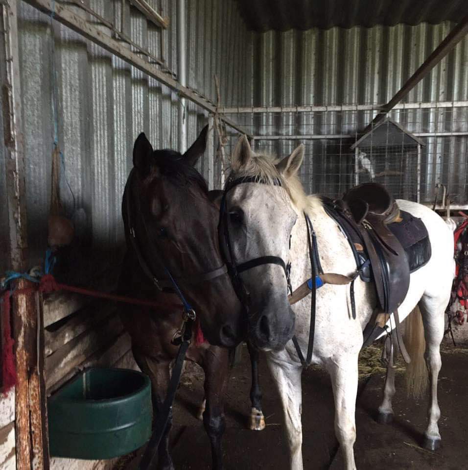 Murfetstables | 44 Campaspe Pl, Kyneton VIC 3444, Australia | Phone: 0409 143 640