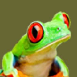 Frogs in the Forest | jewelry store | 117 Cabarita Rd, Bogangar NSW 2488, Australia | 0266760451 OR +61 2 6676 0451