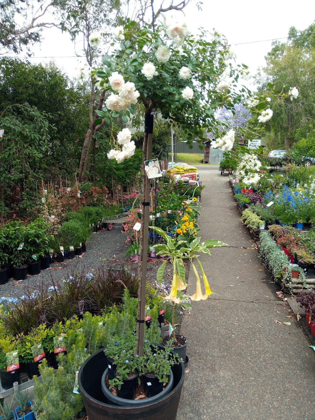 Wingham Nursery & Florist | 5 William St, Wingham NSW 2429, Australia | Phone: (02) 6553 4570