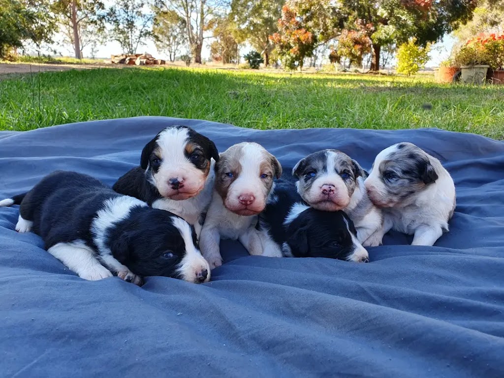 Rannoch View Border Collies | Blighty NSW 2713, Australia | Phone: 0417 288 149