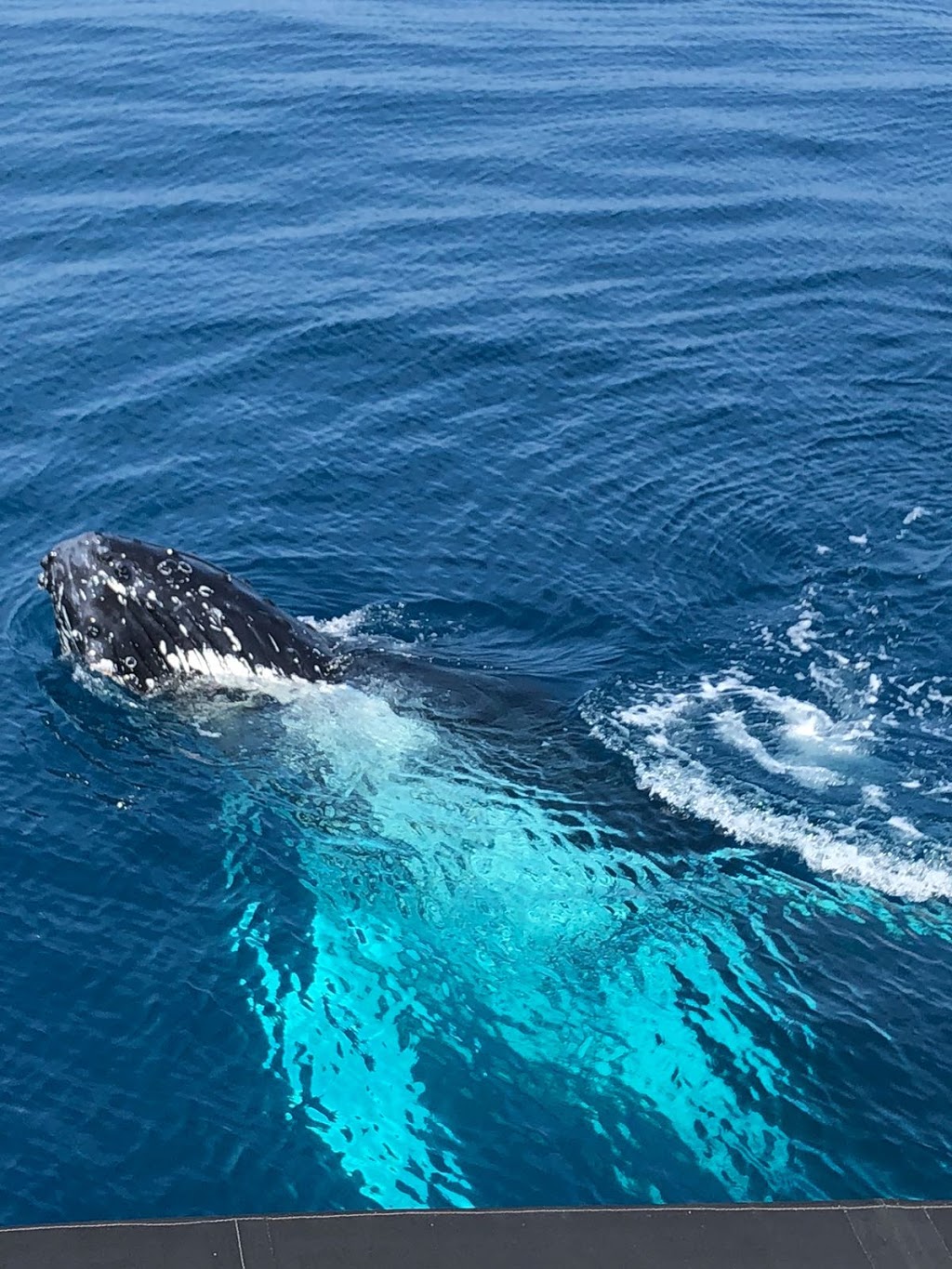 Whale Watching & Boat Tours Busselton All Sea Charters - 21 Spinnaker ...