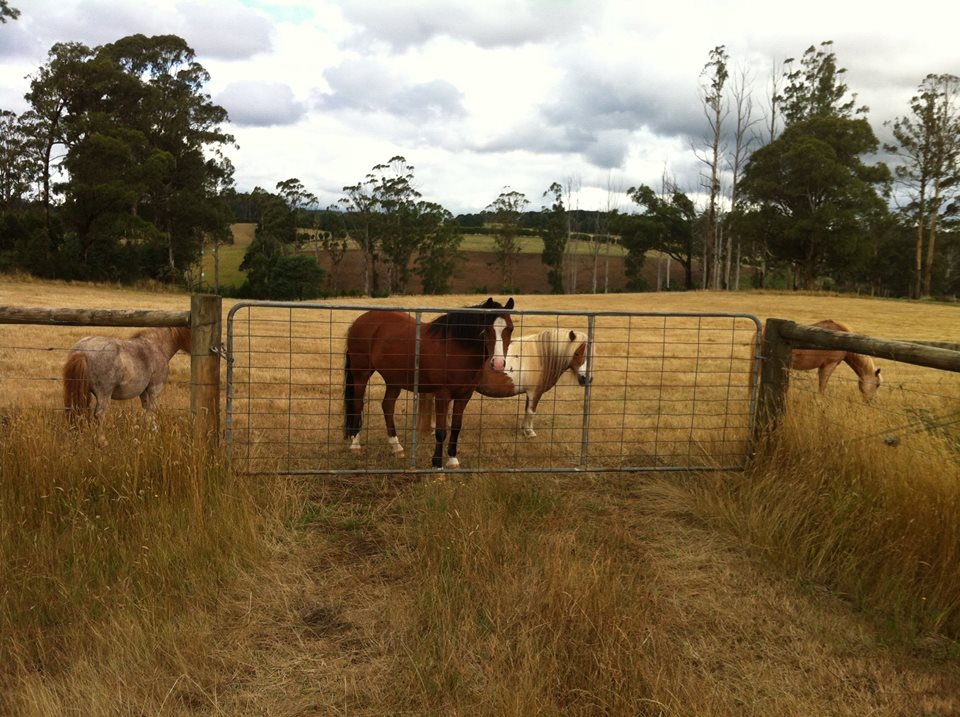 Melbournes Pony Parties and Forest Rides | Broadford Rd, Flowerdale VIC 3717, Australia | Phone: 0417 330 948